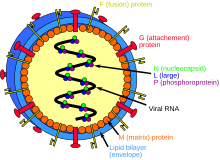 Henipavirus structure.svg