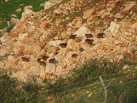 A colony of hyraxes in northern Israel