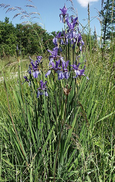 File:Iris sibirica 180605.jpg