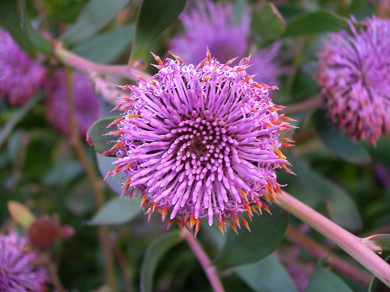 Файл:Isopogon cuneatus.JPG