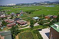 Anseong Pyeongya(Rice fields)