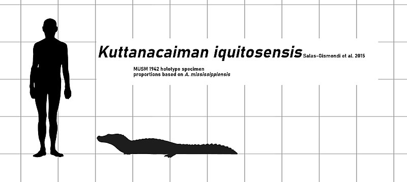 File:Kuttanacaiman size.jpg