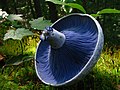 Lactarius indigo, or the blue milk mushroom