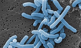 Lactobacillus rhamnosus, морфологически идентичная Lactobacillus paracasei