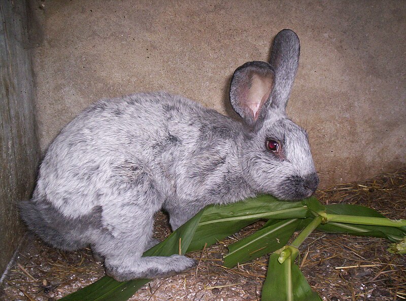 File:Lapin argenté.jpg