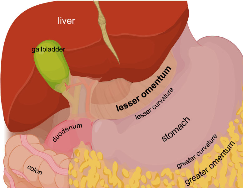 File:Lesser omentum EN.svg