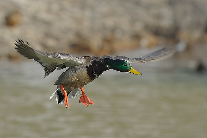 File:Mallard in flight.jpg