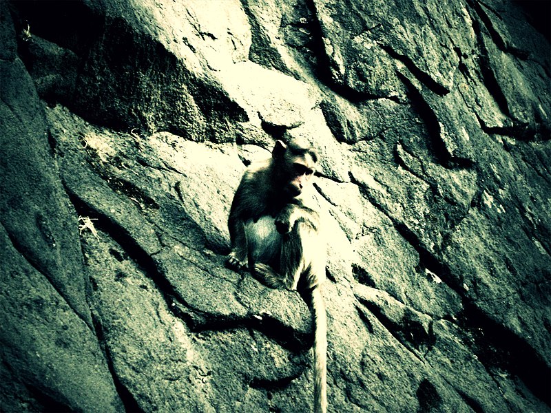 File:Monkey at Brahmagiri.jpg