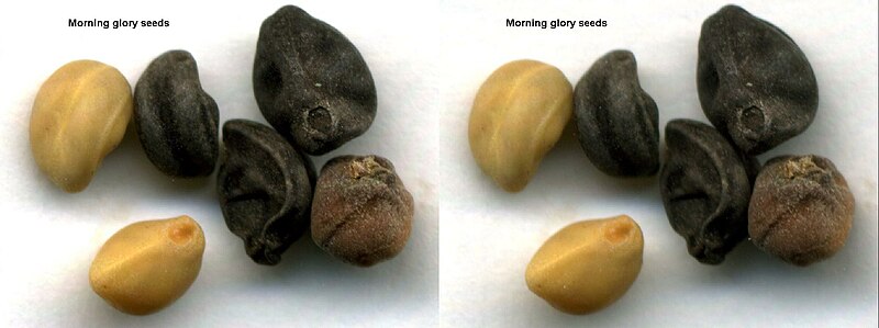 File:Morninggloryseeds3d.jpg