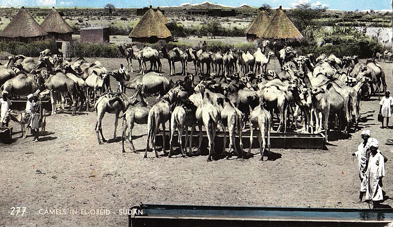 File:SudanCamels.jpg