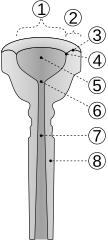 1. Диаметр чашки, 2. Ширина полей, 3. Форма полей, 4. Кромка полей, 5. Чашка, 6. Устье (горловина), 7. Канал, 8. Ножка