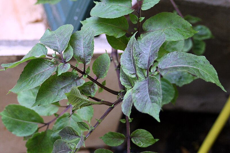 Файл:Vitelotte-potato-leaves.jpg