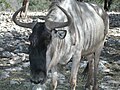 White bearded wildebeest at the Wildlife Ranch in San Antonio, TX