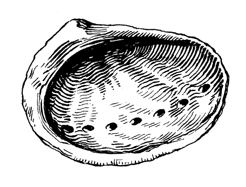 File:Abalone (PSF).png