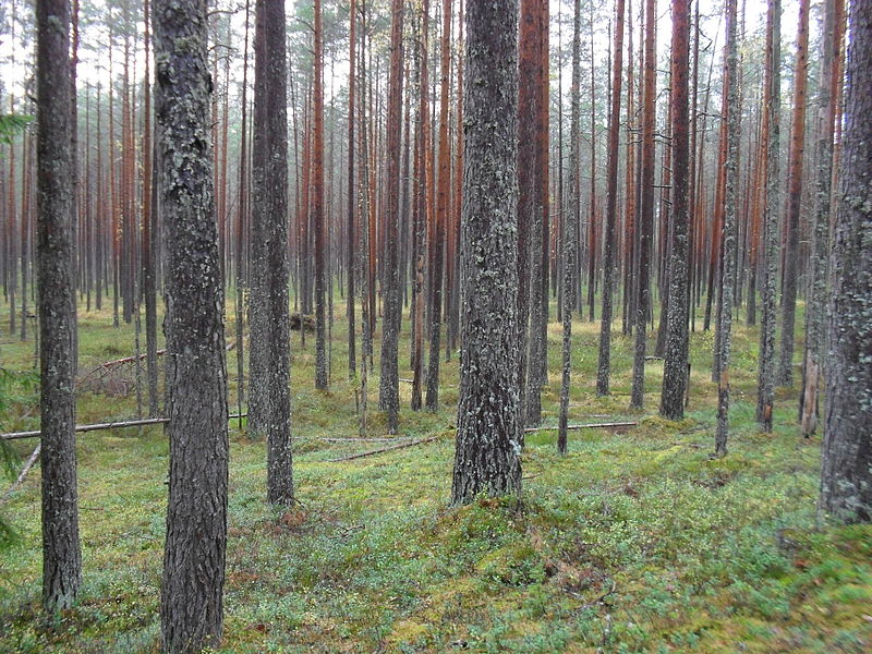 Файл:Agusalu maastikukaitseala.JPG