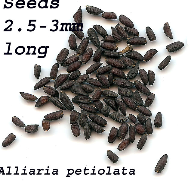 File:Alliaria petiolataseeds.jpg