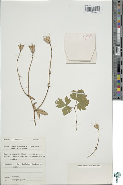 File:Aquilegia gegica.jpg