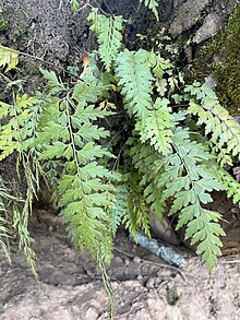 Asplenium aethiopicum 396447434.jpg