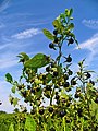 Белладонна (Atropa belladonna)