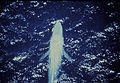 A blue whale, the largest known animal to have ever existed, seen from above. The back is a pale blue grey.