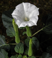 Дурман (Datura)