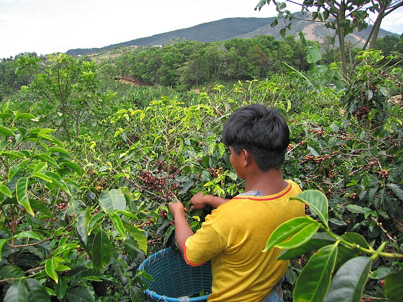 Archivo:Coffee-cherry-picker-san-marcos-tarrazu-costa-rica.jpg