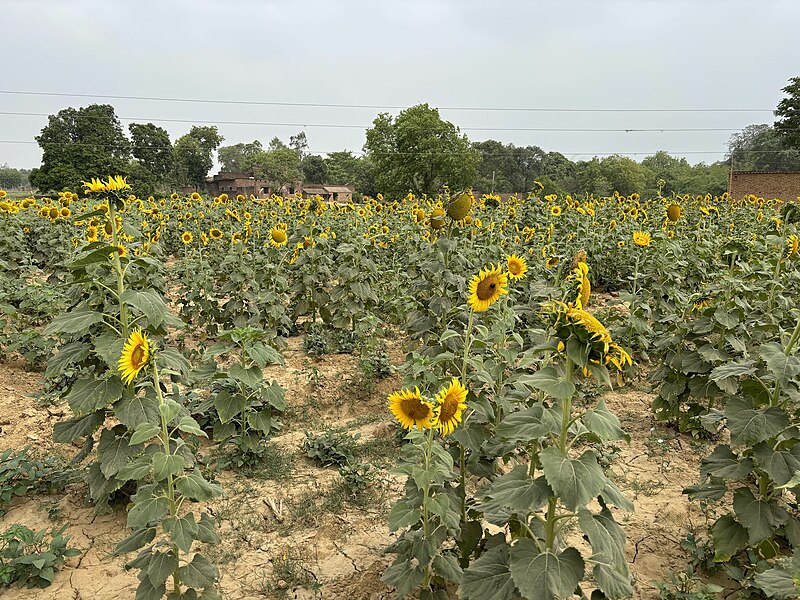 File:Common Indian Sunflower.jpg