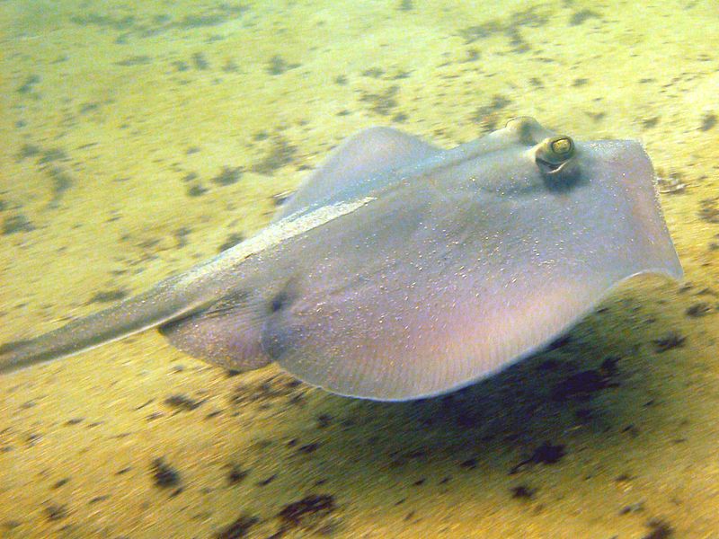 Файл:Common stingaree sydney.jpg