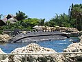 An artificial saltwater pool containing many types of rays and fish for guests to swim among.