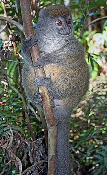 Eastern lesser bamboo lemur.jpg