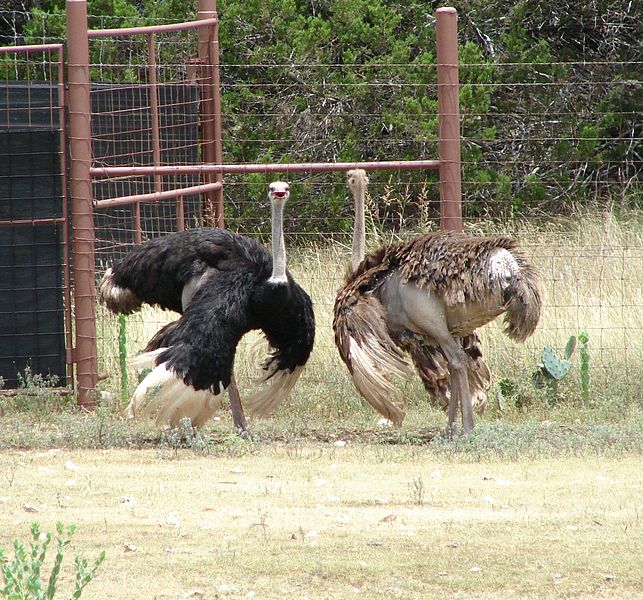 File:FlappingOstriches.jpg