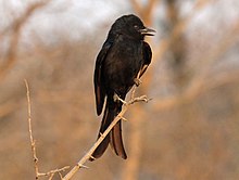 Fork-tailed Drongo RWD.jpg