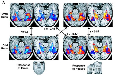 fMRI images from a study showing parts of the brain lighting up on seeing houses and other parts on seeing faces