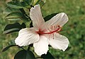 Hibiscus arnottianus