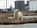 Белый медведь в районе посёлка Варандей