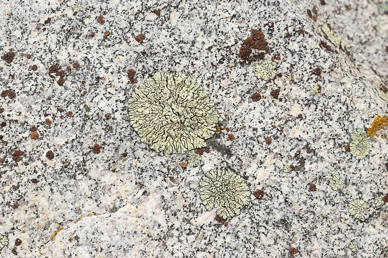 File:Lecanora novomexicana 9796.JPG