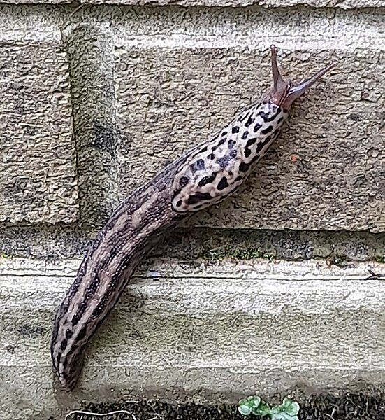 File:Limax maximus, Canberra, 2022-01-07.jpg