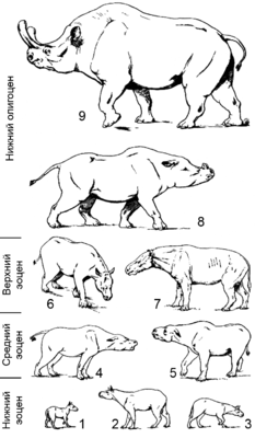 Эволюция бронтотериевых (по Осборну): 1 — Lambdotherium popoagicum, 2 — Eotitanops borealis, 3 — Eotitanops minimus, 4 — Mesatirhinus junius, 5 — Palaeosyops leidyi, 6 — Telmatherium validus, 7 — Dolichorhinus hyognathus, 8 — Brontotherium leidyi, 9 — Megacerops coloradensis