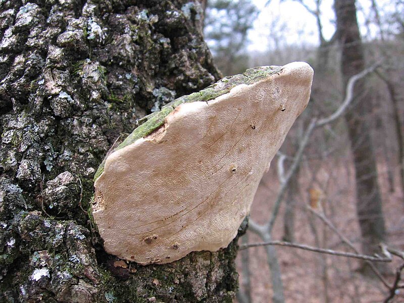 File:Perenniporia fraxinophila 129636.jpg