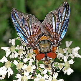 Phasia hemiptera