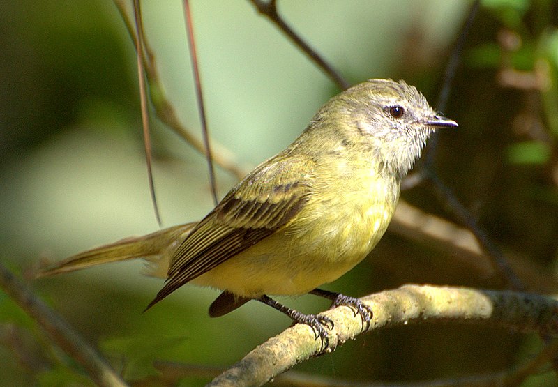 Archivo:Phyllomyias fasciatus (cropped).jpg