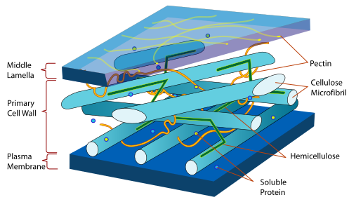 File:Plant cell wall diagram-en.svg