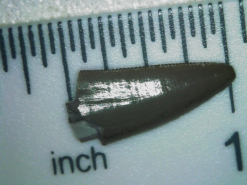 File:Postosuchus tooth from Arizona.jpg