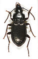 Pterostichus oblongopunctatus