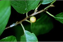 Rhamnus caroliniana01.jpg