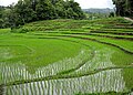 Rice paddies, Chiang Mai Province