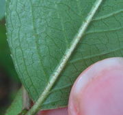 Rusty hairs on the leaf underside are a diagnostic characteristic of this species