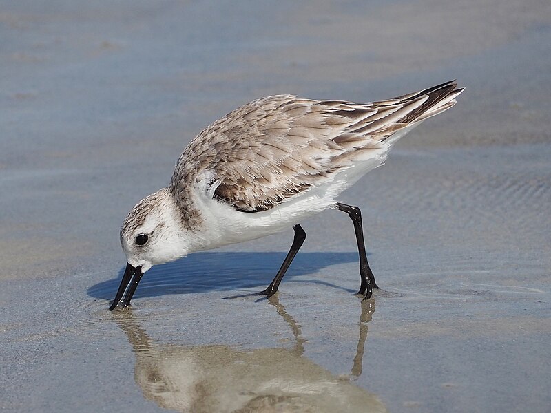 File:Sanderling (Calidris alba) feeding.jpg