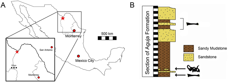 File:Yehuecauhceratops stratigraphy.PNG