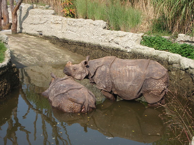 File:Zoo Basel Rhinos.JPG